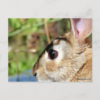 "Peter Rabbit" Postcard