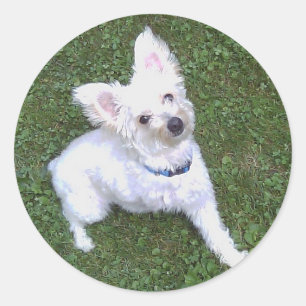 Petey The Pom-A-Poo Sticker