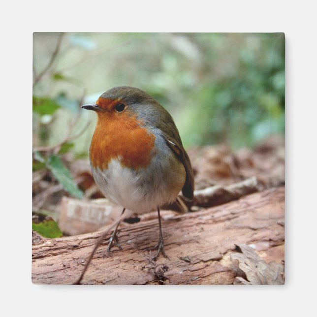 Petit aimant Robin (Devant)