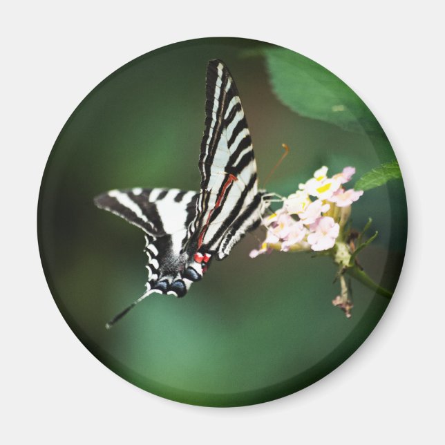 Petit aimant Zebra (Devant)