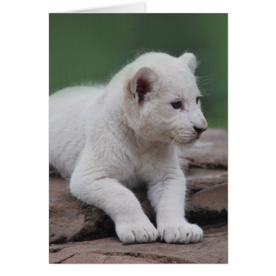 Petit Animal De Lion Blanc De Bebe 2 Zazzle Ca