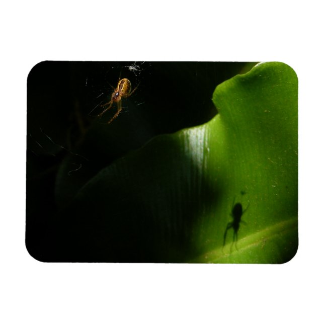 Petit Araignée - Magnet photo (Horizontal)