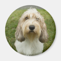 Petit Basette Griffon Vendeen