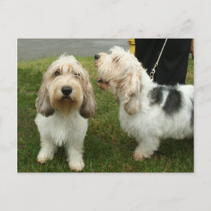 Petit Basette Griffon Vendeen Postcard