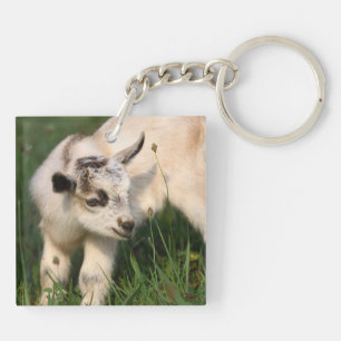 Petit bébé chèvre