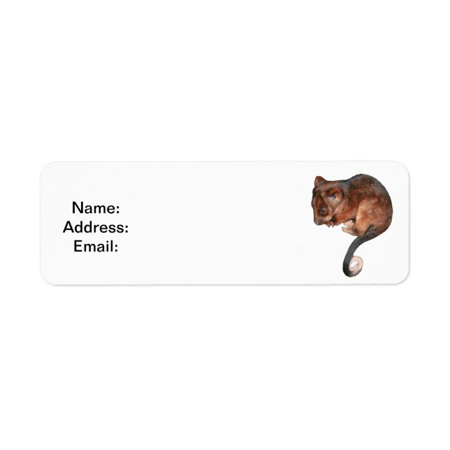 Petit Bébé Singtail Possum (Devant)