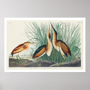 Petit Bittern par Audubon Poster