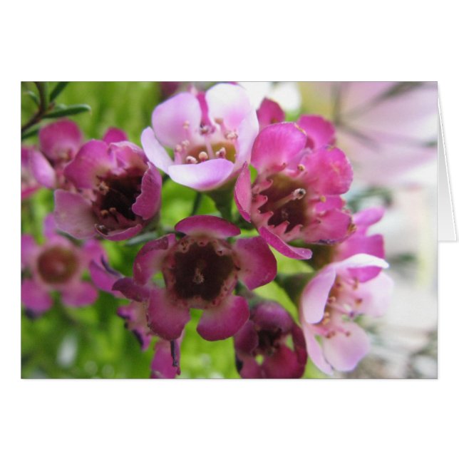 Petit Bouquet (Devant horizontal)