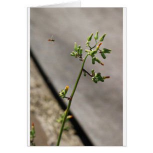 Petit Bug, Petite Fleur