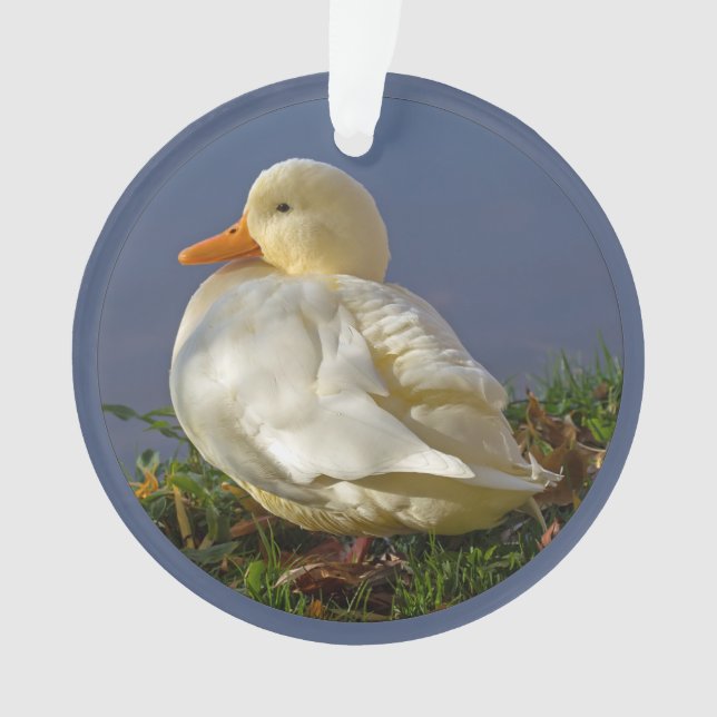 Petit canard blanc (devant)