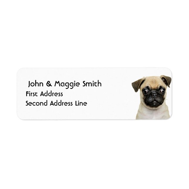 Petit Carlin mignon Chien Chien animal animal anim (Devant)