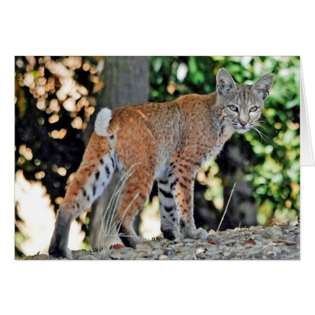 Petit chat sauvage femelle regardant au-dessus de (Devant Horizontal)