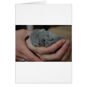 Petit Chaton Bébé Bleu