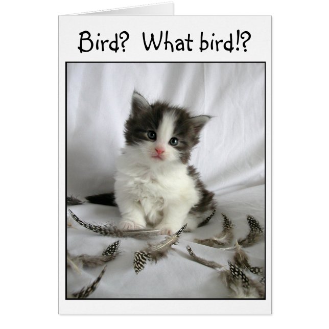 Petit chaton mignonne avec carte de plumes d'oisea (Devant)