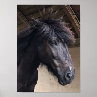 Petit Cheval Viking - Poster de la tête Noble