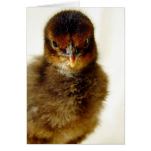 Petit Chick