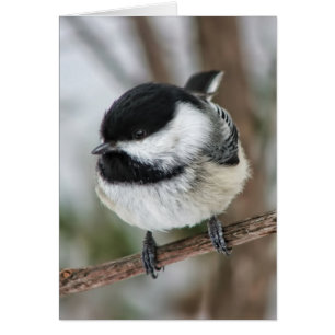 Petit Chickadee mignon