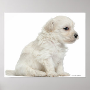 Petit chien lion or Little Lion Dog puppy Poster