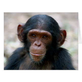 Petit Chimp