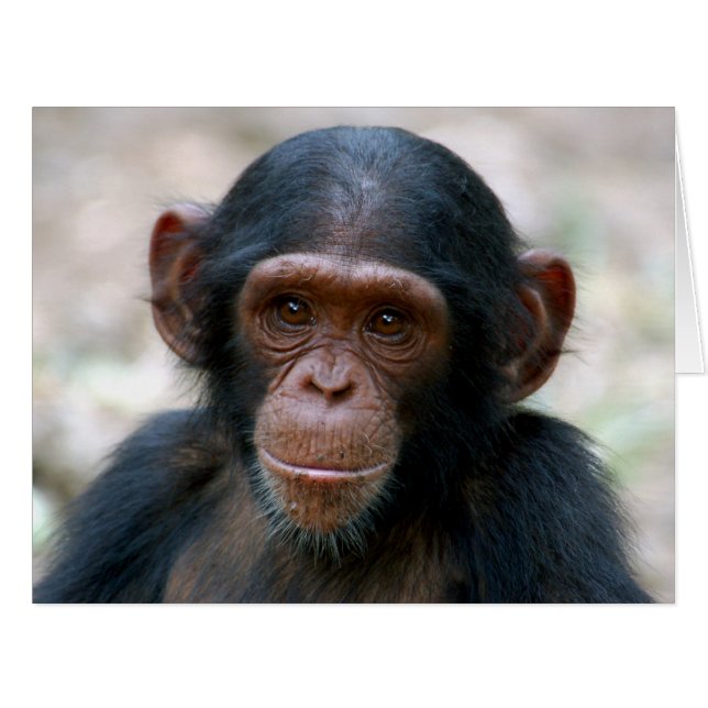 Petit Chimp (Devant horizontal)