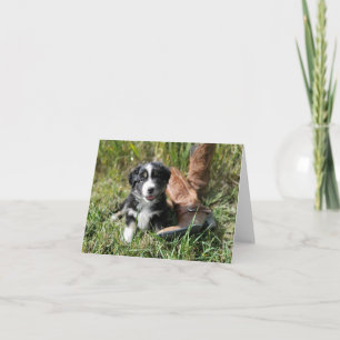 Petit chiot australien mignon avec bottes de cowbo