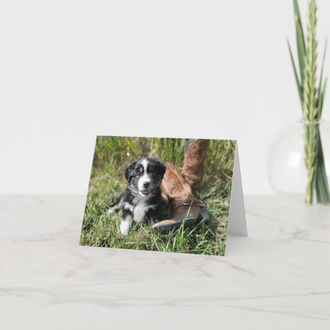 Petit chiot australien mignon avec bottes de cowbo (Devant)