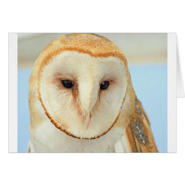 Petit-duc (Devant horizontal)