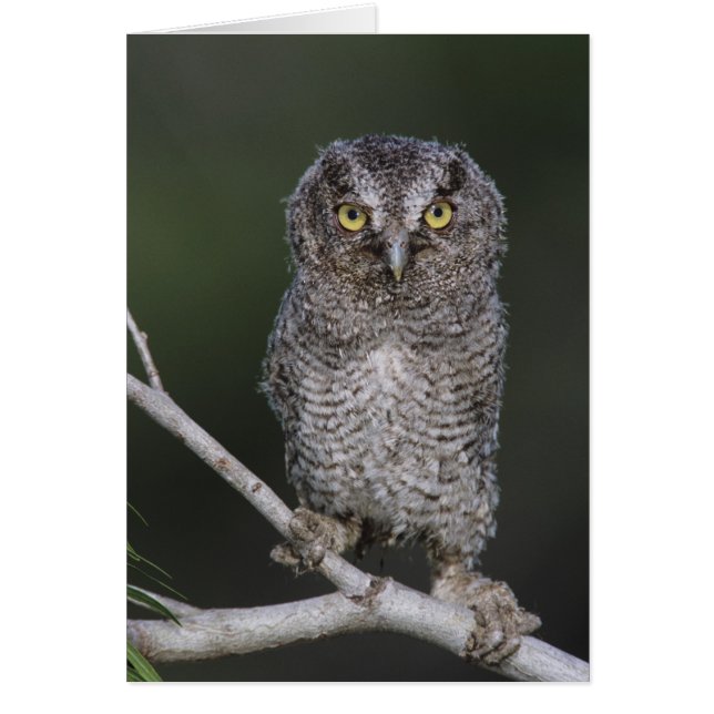 Petit-duc maculé, Megascops asio, Otus 2 (Devant)