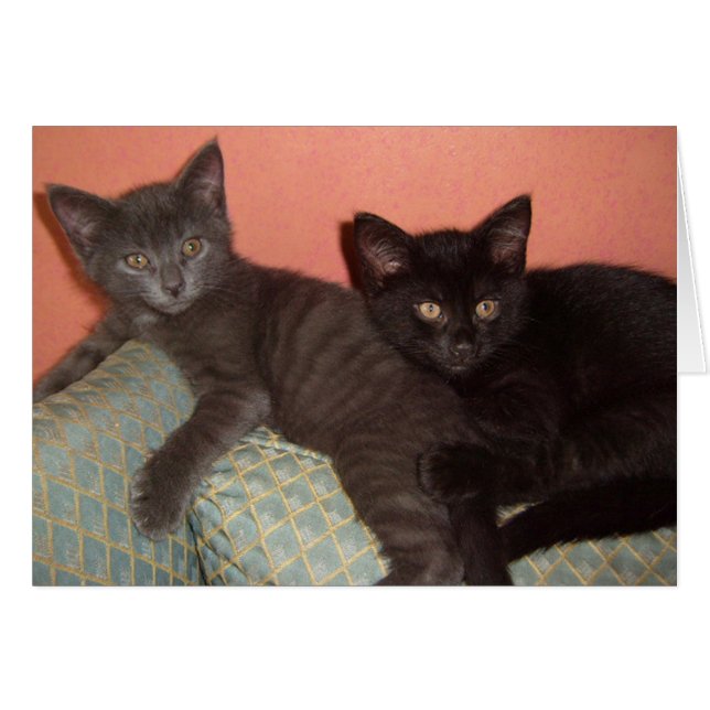 Petit gris et petit noir (Devant horizontal)