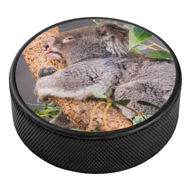 Petit koala doux (3/4/2016 12:00:00 AM)