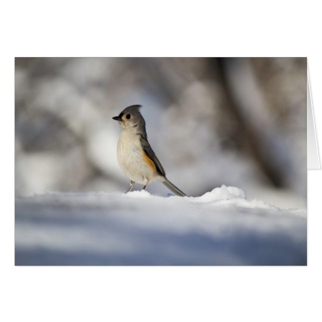 Petit Oiseau De Neige (Devant Horizontal)