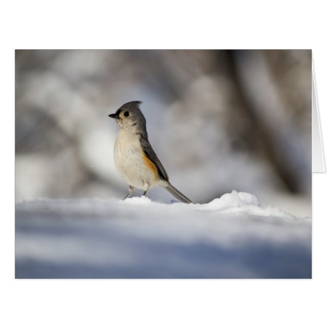 Petit Oiseau De Neige (Devant horizontal)