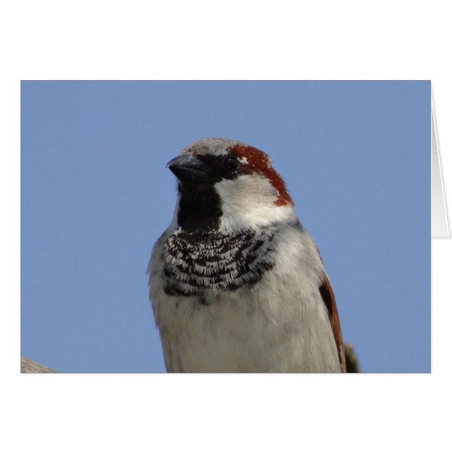 Petit oiseau mignon (Devant horizontal)