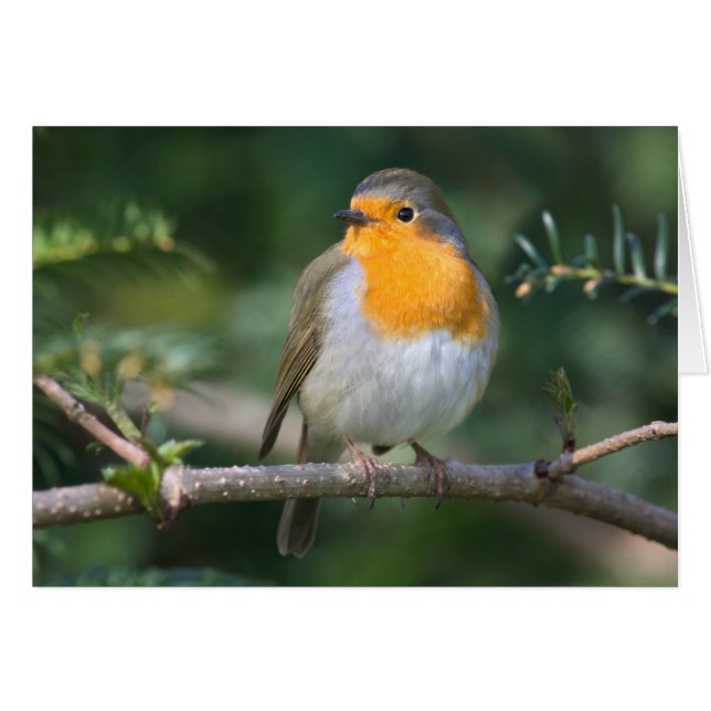 Petit-pain (Devant horizontal)