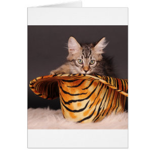 Petit pain Kitty de n de roche