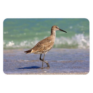 Petit Raviépi de Courlis sur Floride Magnet de pla