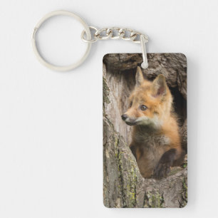 Petit Renard Rouge dans le Creux d'un Arbre