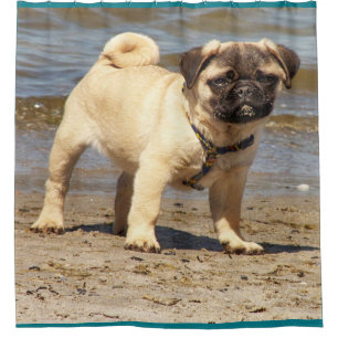 petit rideau de douche pug bébé mignon