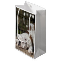 Chiot anglais de bouledogue