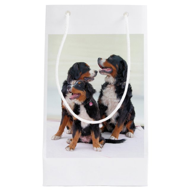 Petit Sac Cadeau groupe de chien de montagne bernese (Devant)