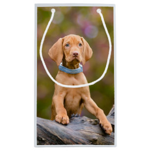 Petit Sac Cadeau Joli chiot hongrois Vizsla Chien Chien Photo /-