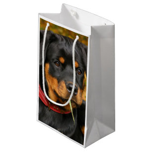 Petit Sac Cadeau Rottweiler Pup Allongé Sur Le Terrain Dans La Forê