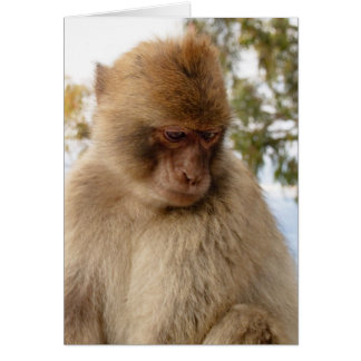 Petit singe