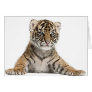 Petit tigre de Sumatran