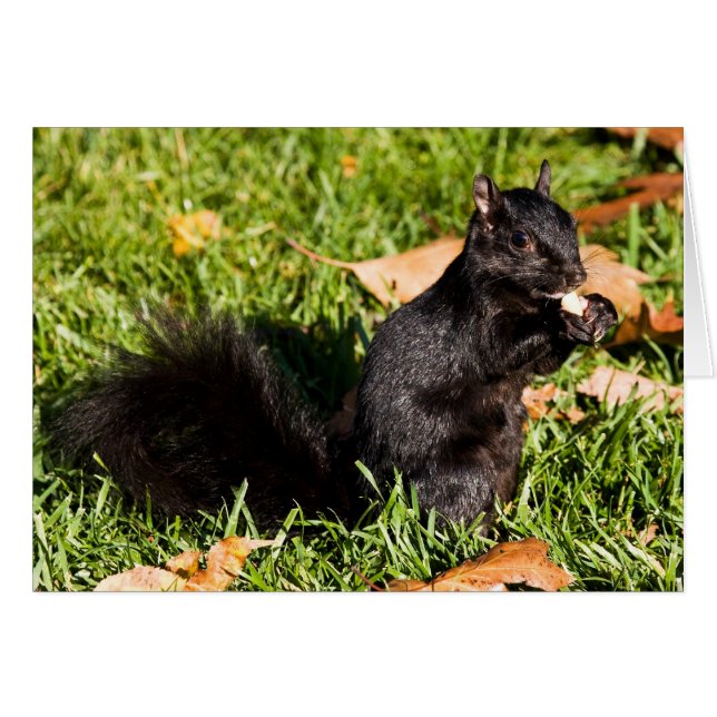 Petit type nerveux (Devant horizontal)