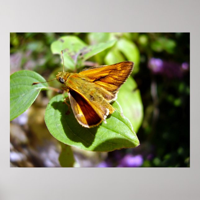 Petite affiche de papillon de skipper (Devant)