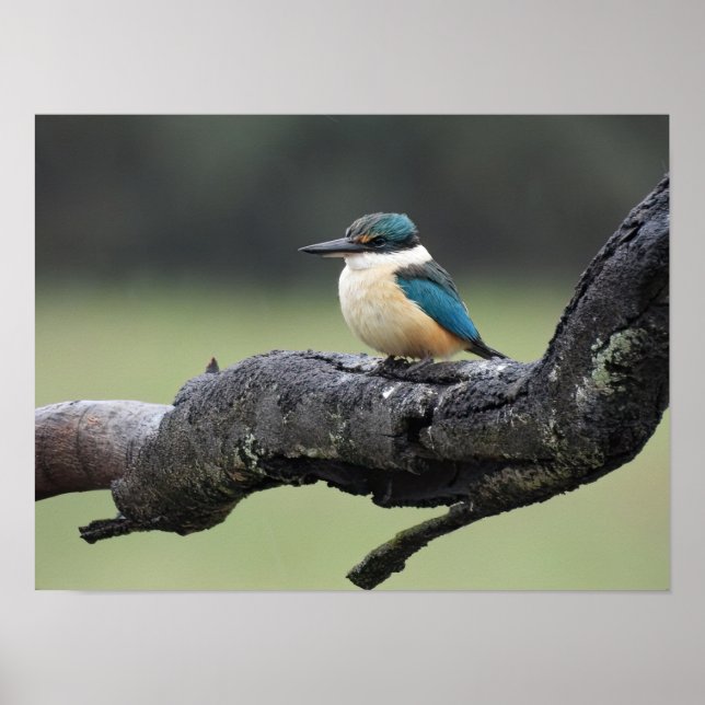 Petite affiche d'oiseaux de Kookaburra (Devant)
