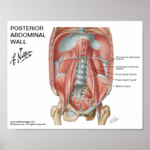 Petite affiche - Mur abdominal postérieur de Nette