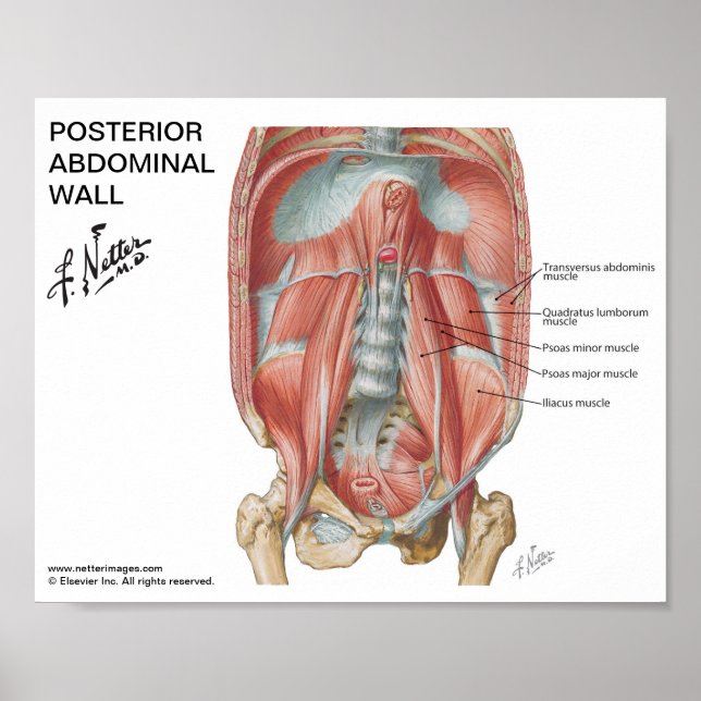 Petite affiche - Mur abdominal postérieur de Nette (Devant)