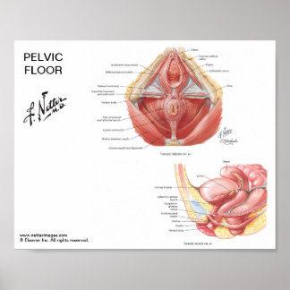 Petite affiche - Muscles de plancher pelvien de Ne